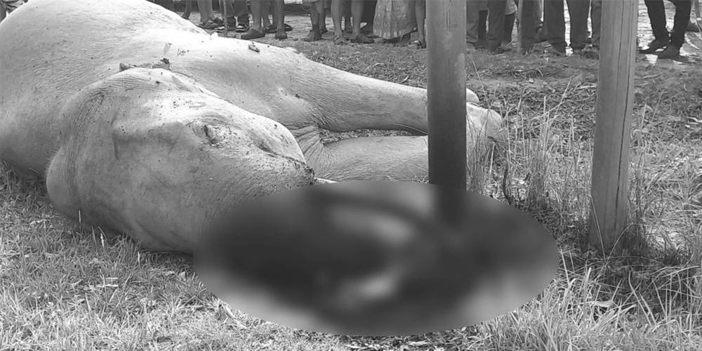 Wild elephant electrocuted