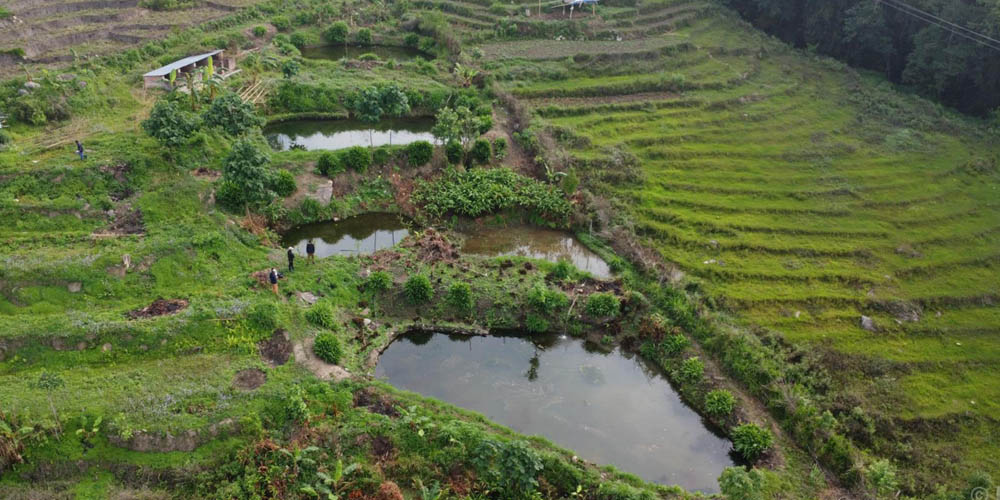Foreign returnee initiates fish farming utilizing skills gained abroad