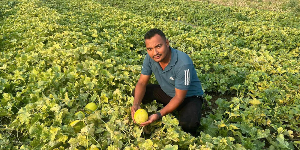 Watermelons becoming a good source of income