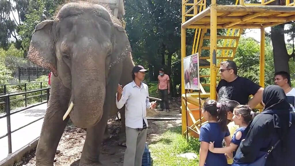 Number of visitors increasing at Central Zoo
