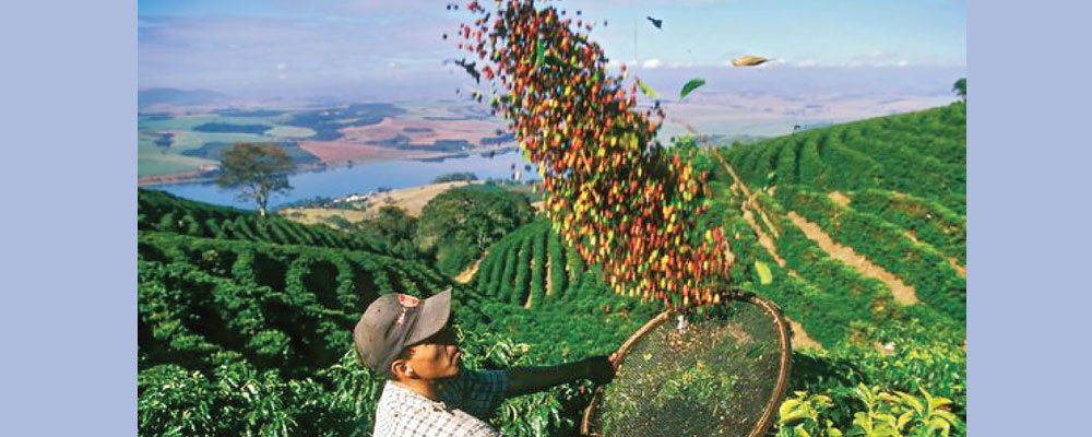 Demand for coffee seedlings increasing in Gulmi
