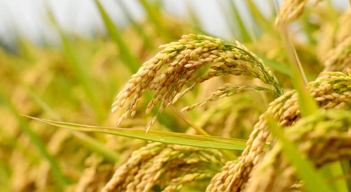 National Paddy Day slogan- ‘Intensity in Rice Crop: Food Security and Self-reliance’