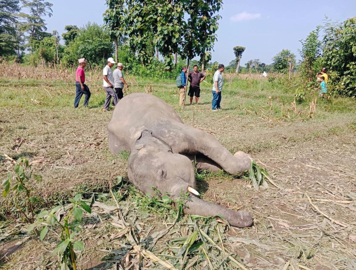 Wild elephant found dead in Barahakshetra
