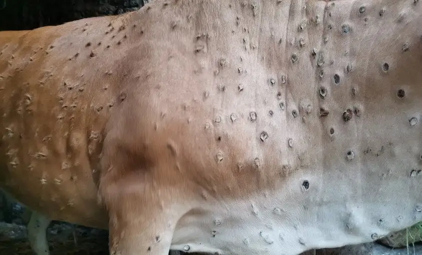 Team to study about spread of Lumpy Skin and African Swine Fever