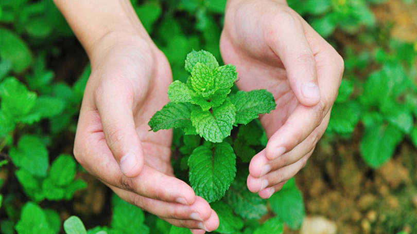 From Kitchen to Clinic: Seven surprising health benefits of Mint
