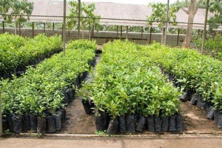 Developing model garden of orange in action