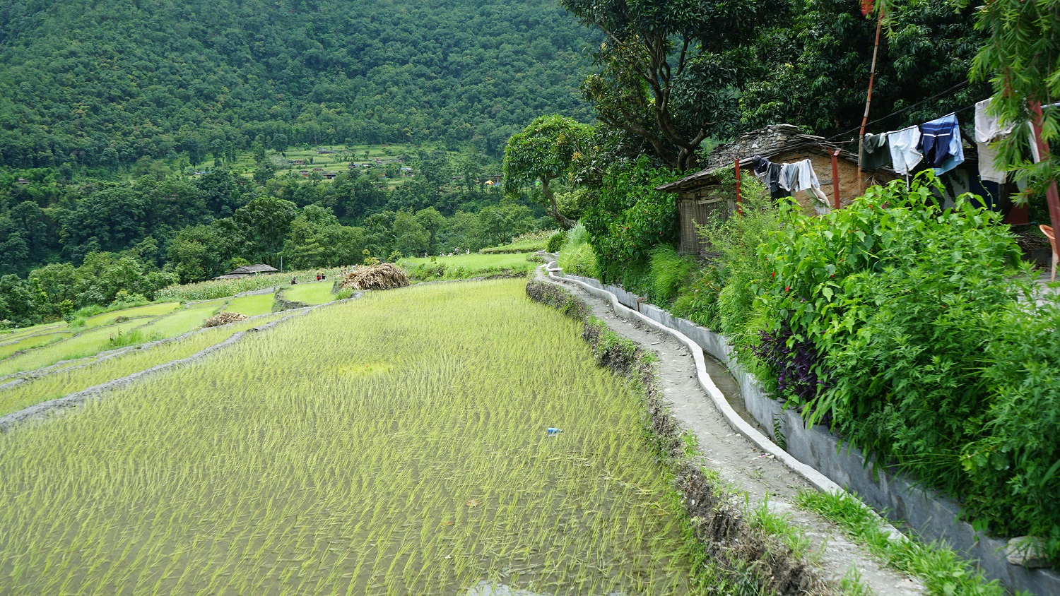 Irrigation service expanded in 52 hectares of land