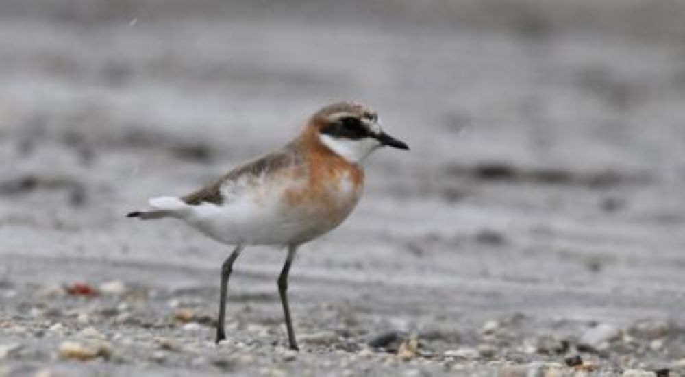 New bird species recorded in Nepal