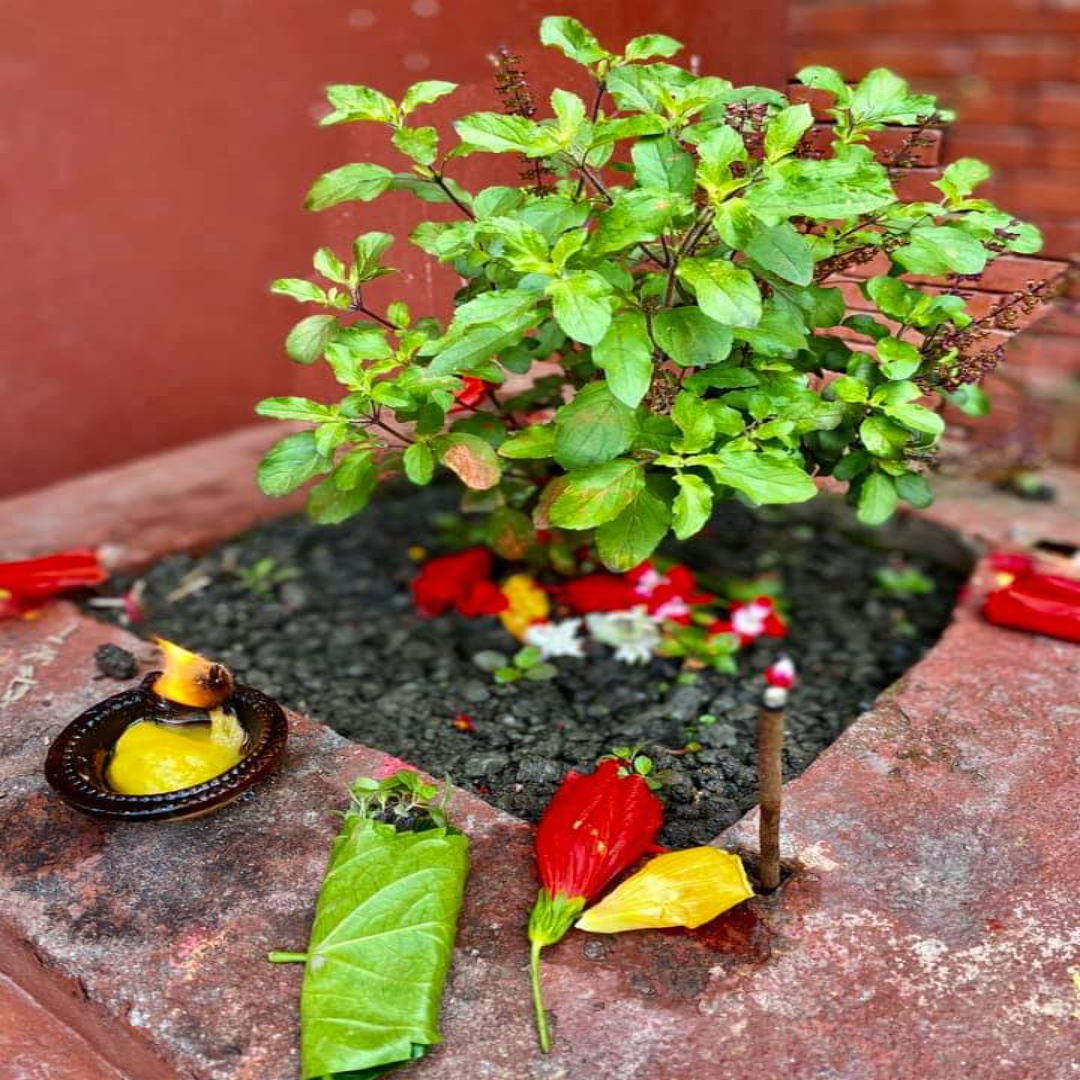 Tulsi worship and Chaturmasa begins on Harishayani Ekadashi
