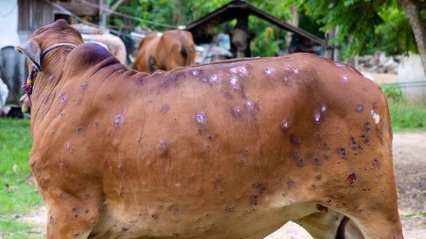 10,000 animals infected with Lumpy Skin Disease in Jhapa