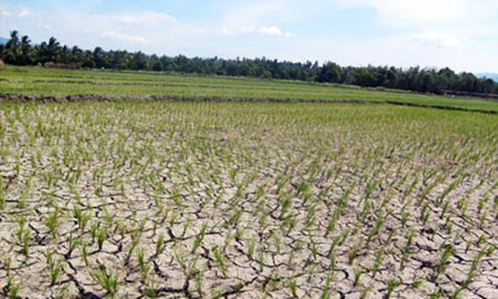Farmers worried due to prolonged drought in Mahottari