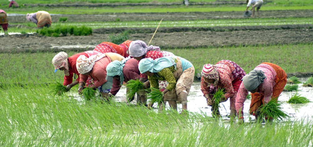 Paddy plantation reaches nearly 80% nationwide, Madhesh lags behind