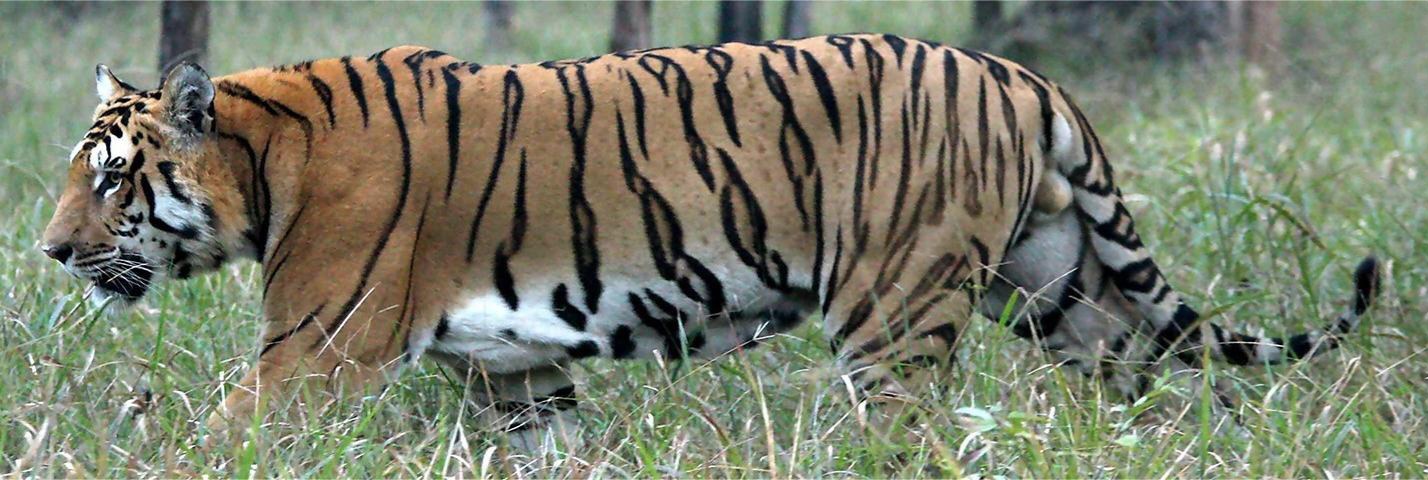 Int’l Tiger Day 2025 being observed in Nepal