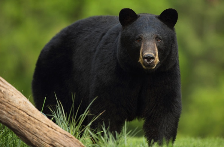Bear attacks woman outside Japan disabled home
