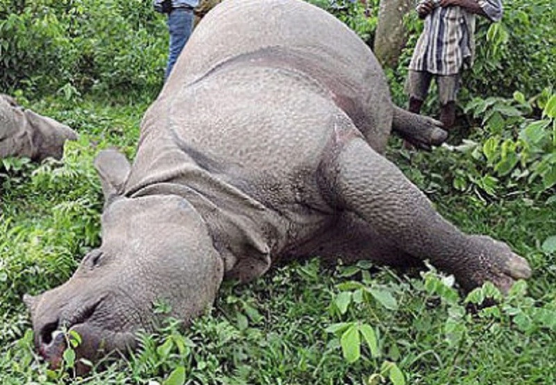Rhino killed after it gets stuck in bog