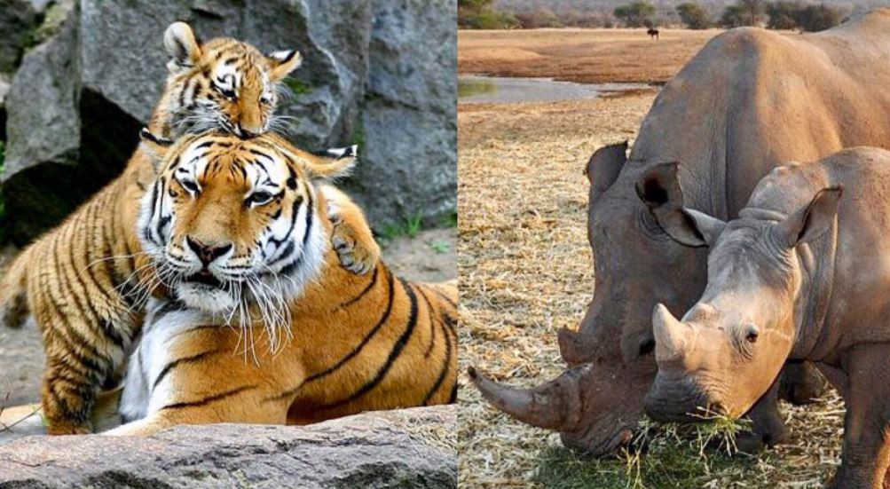Tiger and rhino census to be conducted in November and April respectively