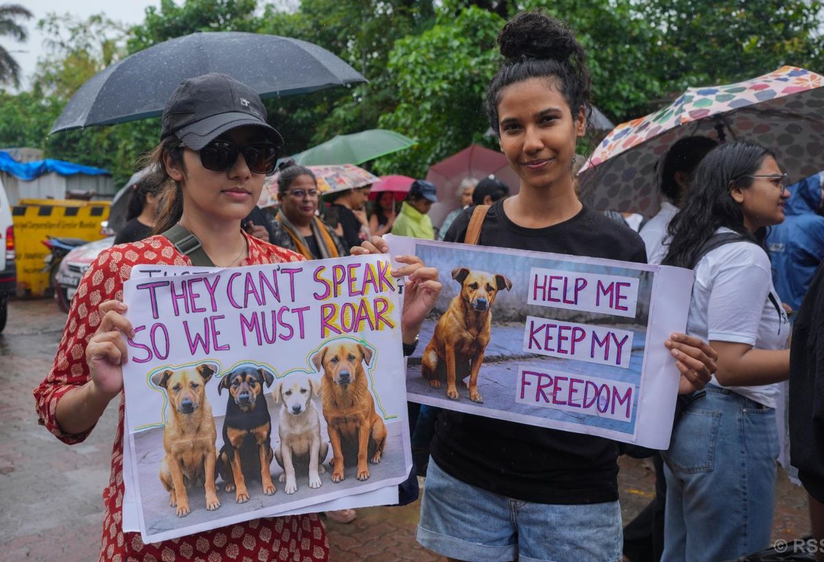 India’s Supreme Court orders stray dogs released to New Delhi streets in modified ruling