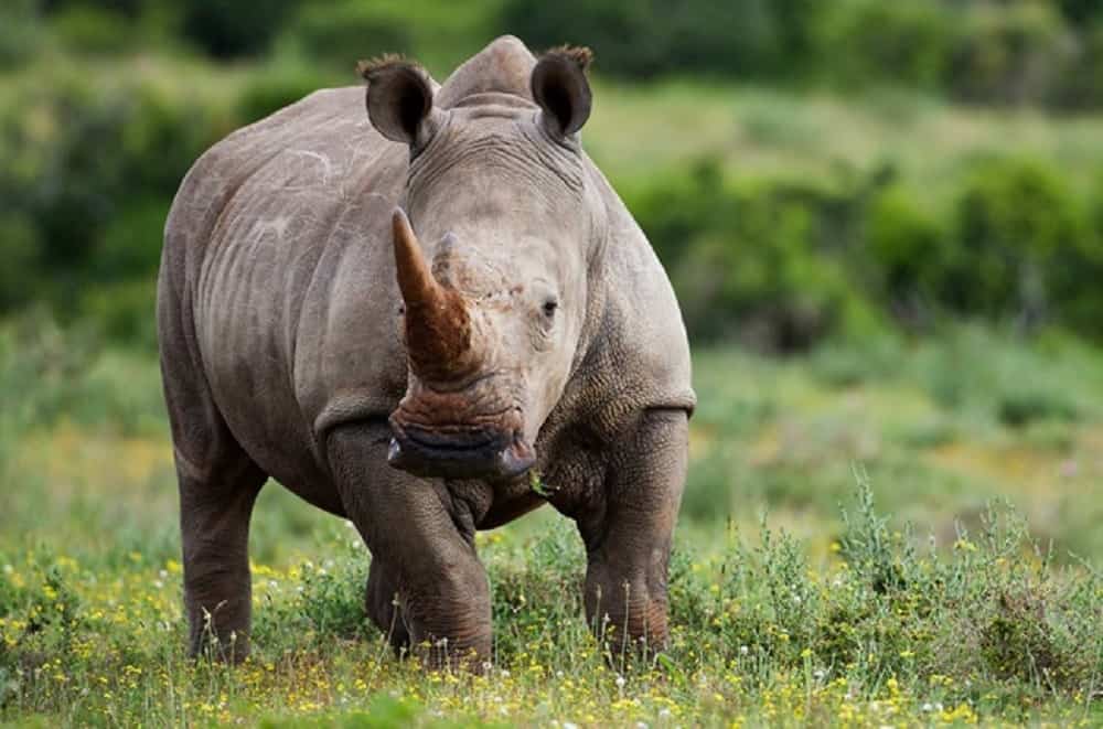 Man killed in rhino attack