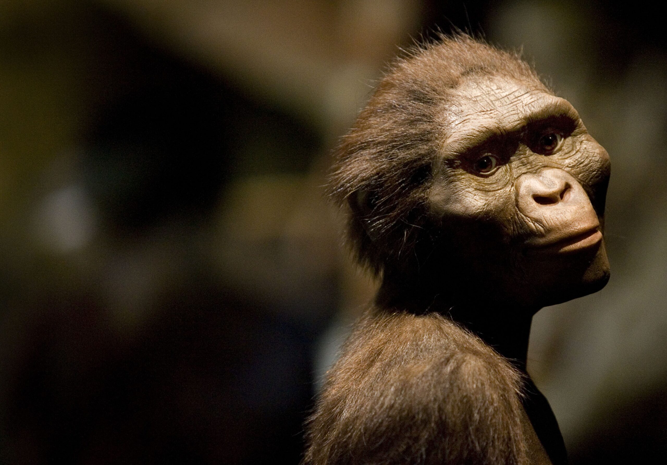 Human ancestor Lucy gets first European showing in Prague