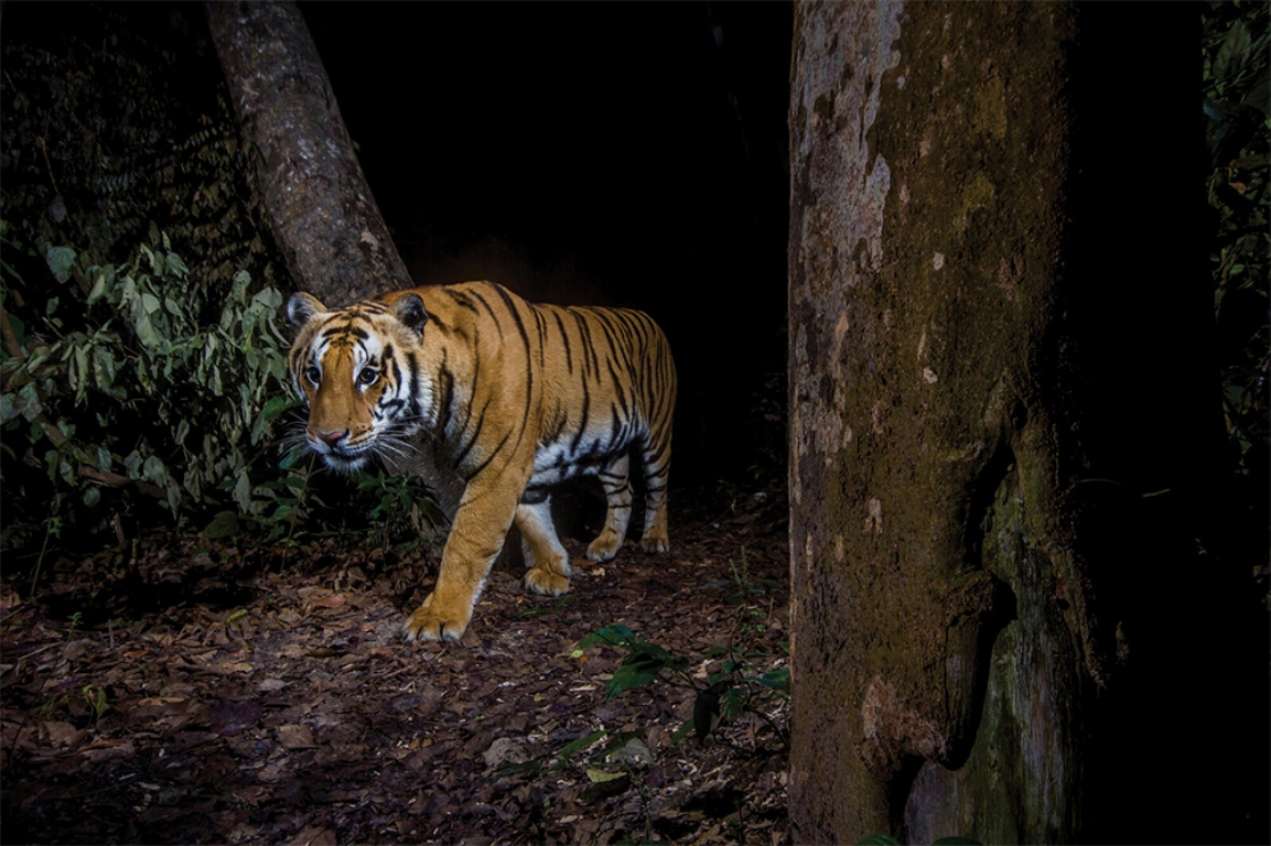 One killed in tiger attack in Bara
