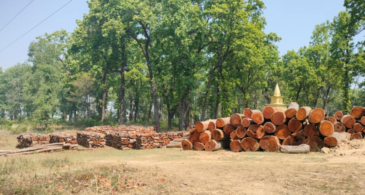 Wood decays in forest for lack of policy