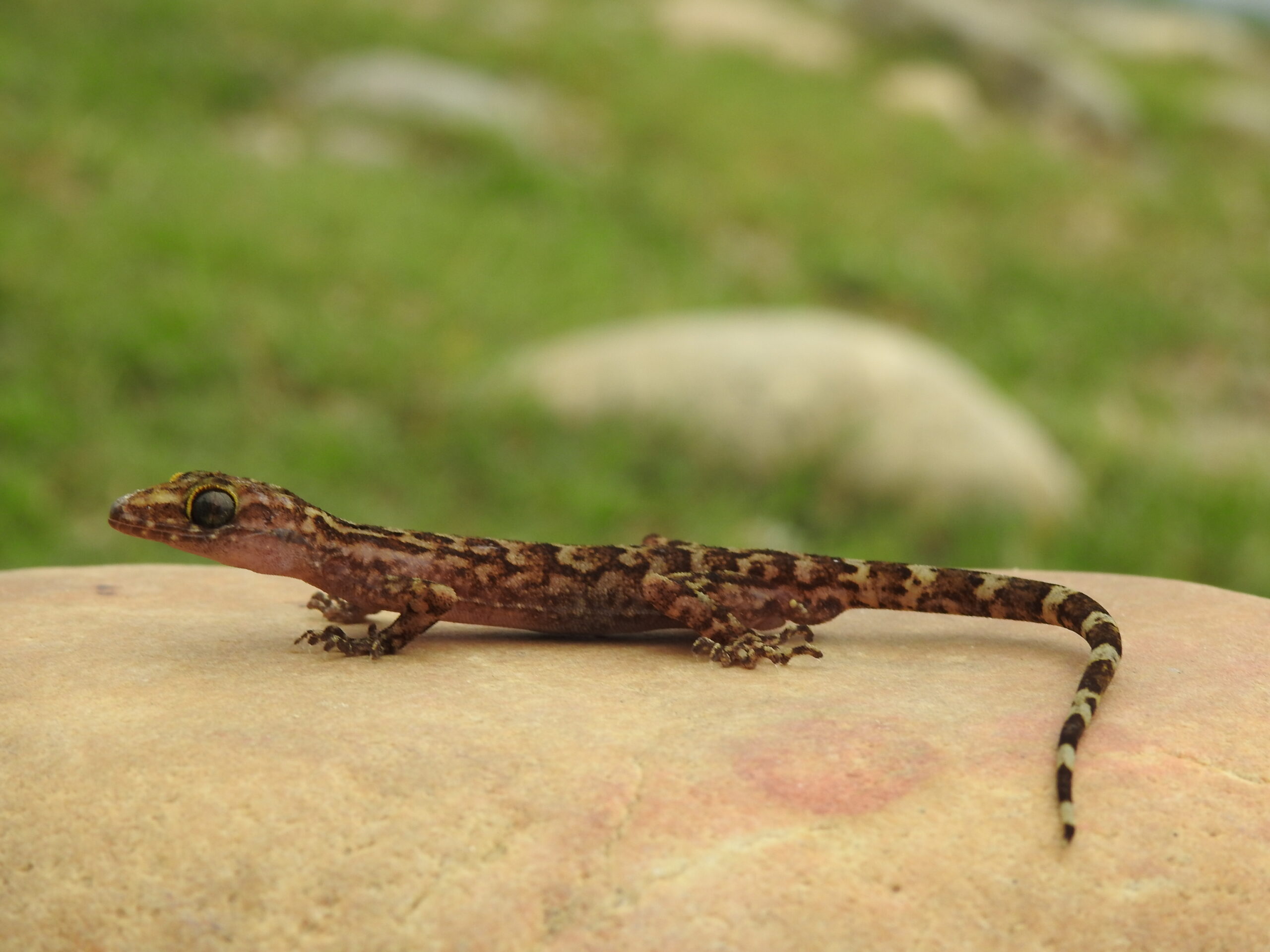Two more new species of lizard recorded in Nepal