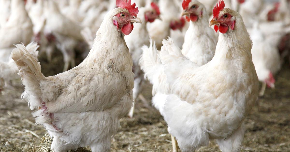 Alertness adopted after detection of bird flu in bordering areas