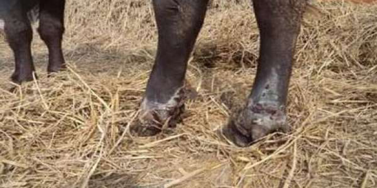 Foot and Mouth disease under control