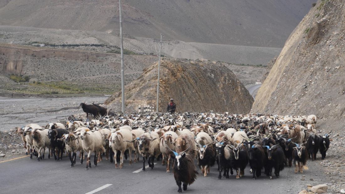 Mustang sends 13,000 plus Himalayan goats to other districts
