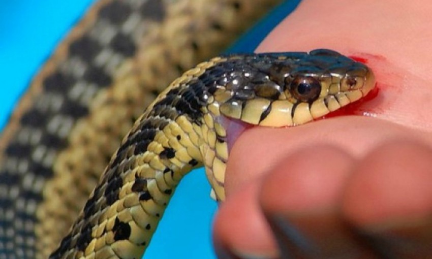 Child dies of snake bite in Kanchanpur