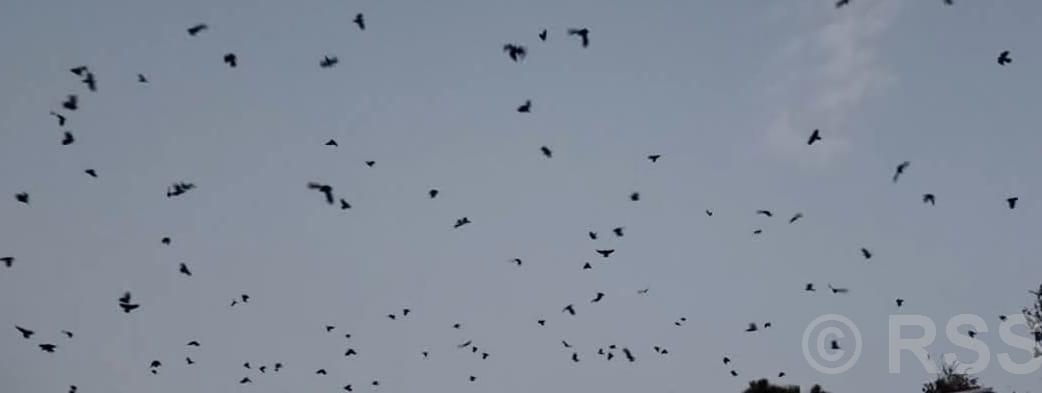 Dulal calls ‘crow conference’ on Kaag Tihar