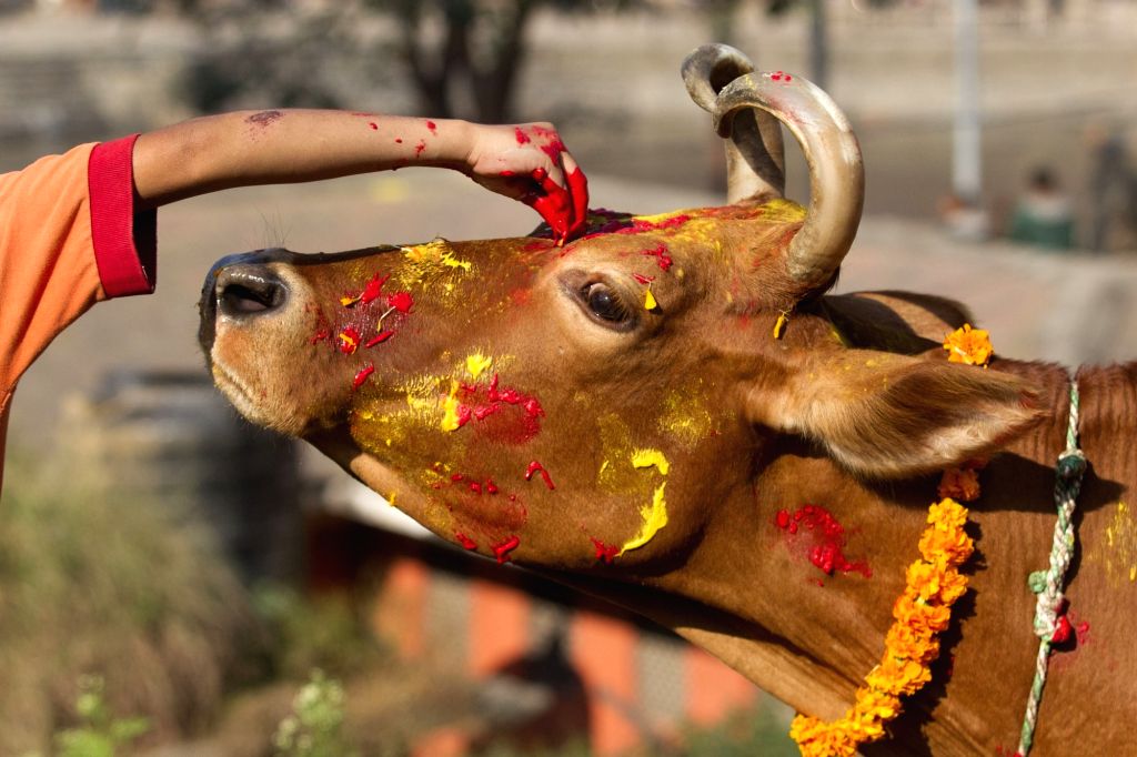 Gai, Goru, and Govardhan Puja being celebrated today
