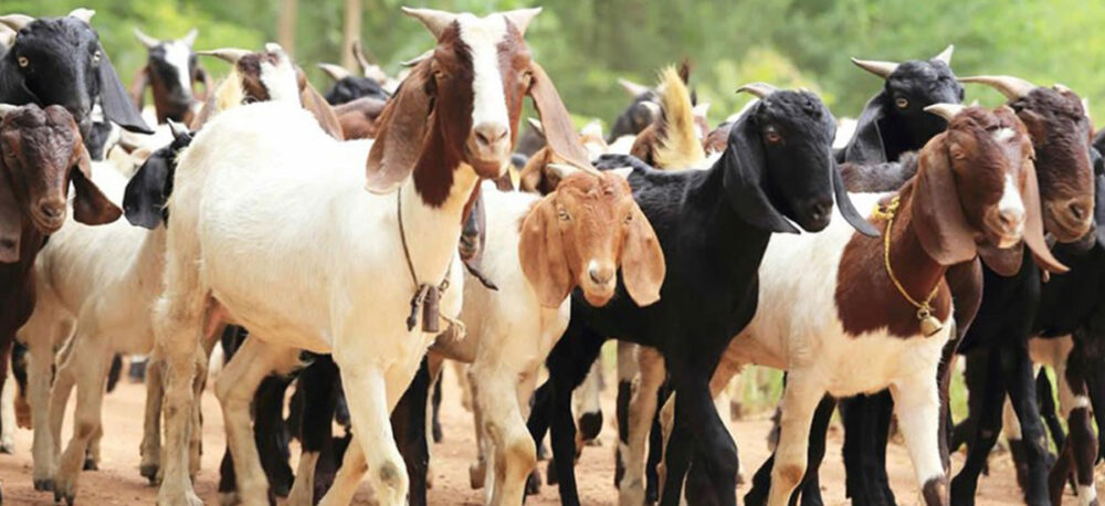 Jumla trades sheep, goats worth Rs 100 million