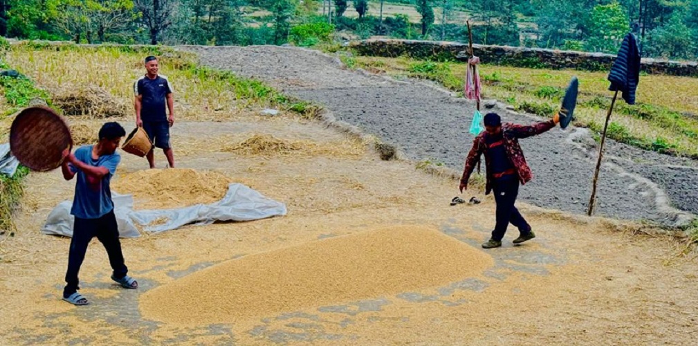 Export of agricultural products from Parbat surpasses Rs 650 million