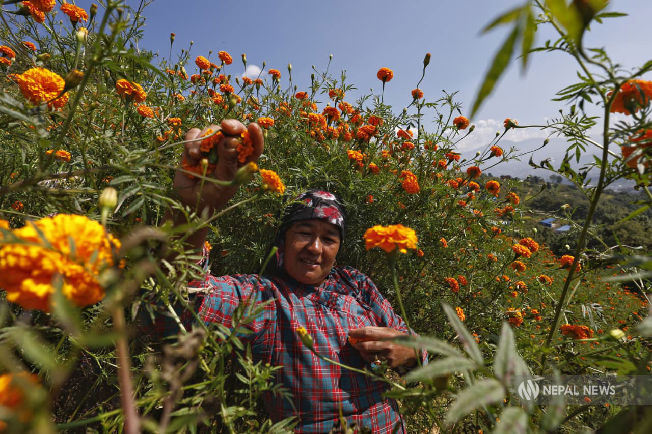 Tihar preparations: Fields alive with blooming marigolds [Photo Feature]