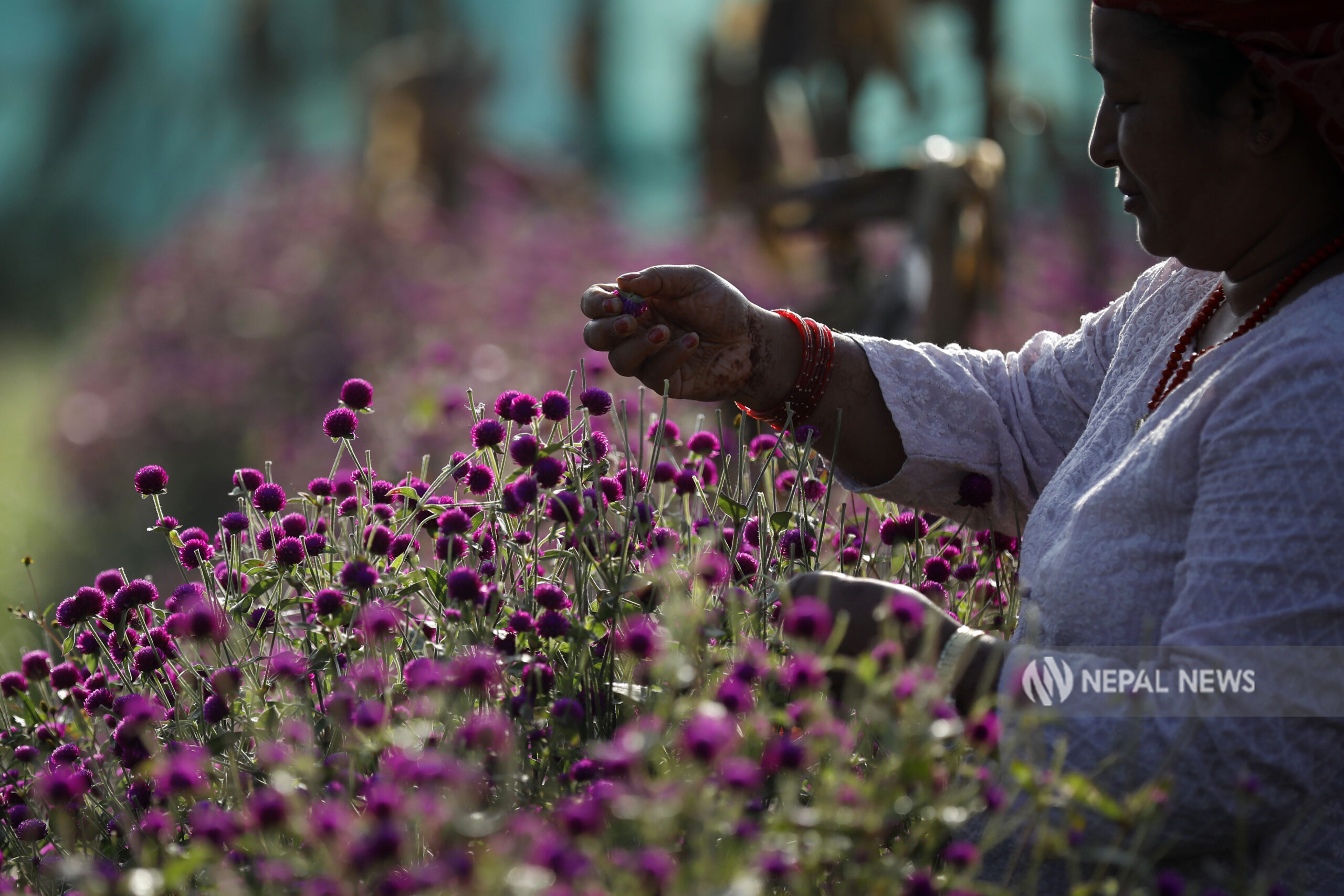 Shot of the week: Tihar preparations in full swing