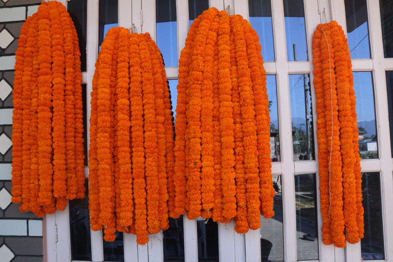 Imported flowers to be restricted in KMC during Tihar festival
