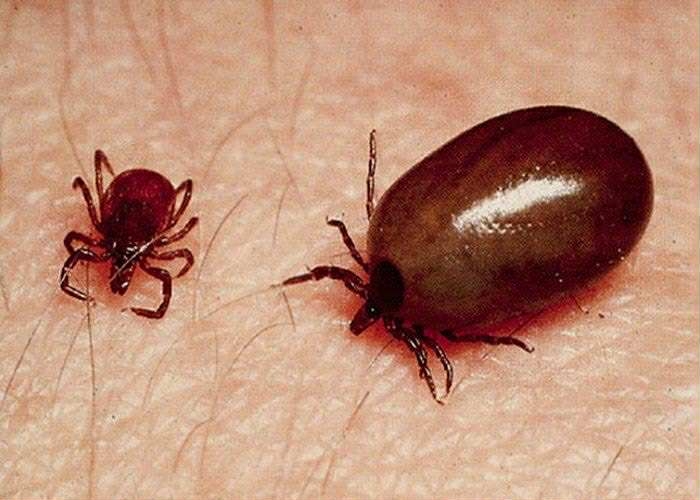 Kathmandu faces rare scrub typhus outbreak 