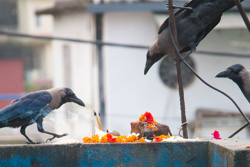 Kaag Tihar festival being celebrated today