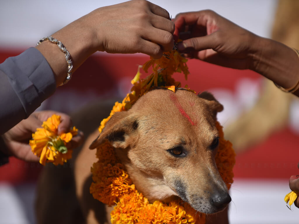 Kukur Tihar being observed today