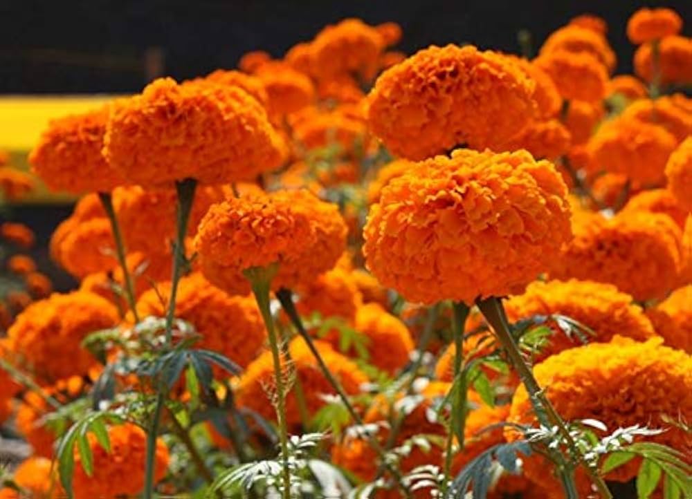 Flower prices skyrocket during Tihar, a single marigold costs Rs 40