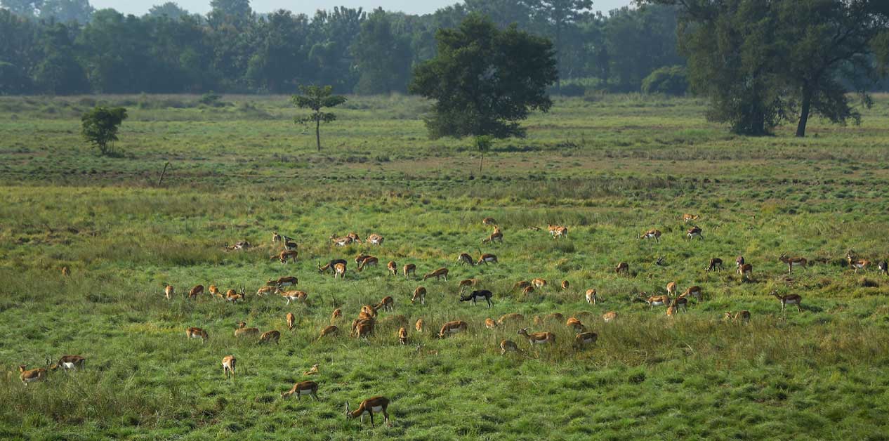 Rare Blackbucks: A mesmerizing sight at Khairapur [Photo Feature]