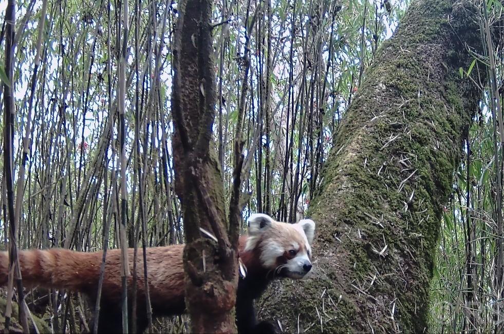 Endangered red pandas spotted again in western nepal’s Dhaulagiri region