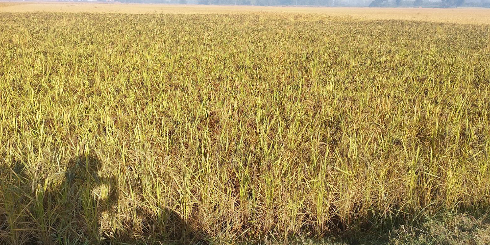 Indigenous Kalanamak variety of rice on verge of disappearance in Banke