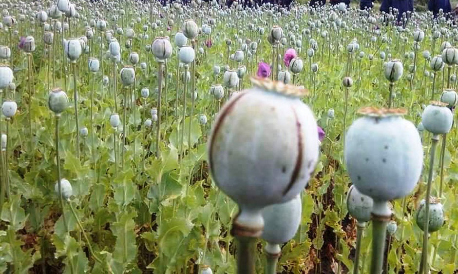 Afghanistan opium cultivation falls 20 percent in 2025: UN report