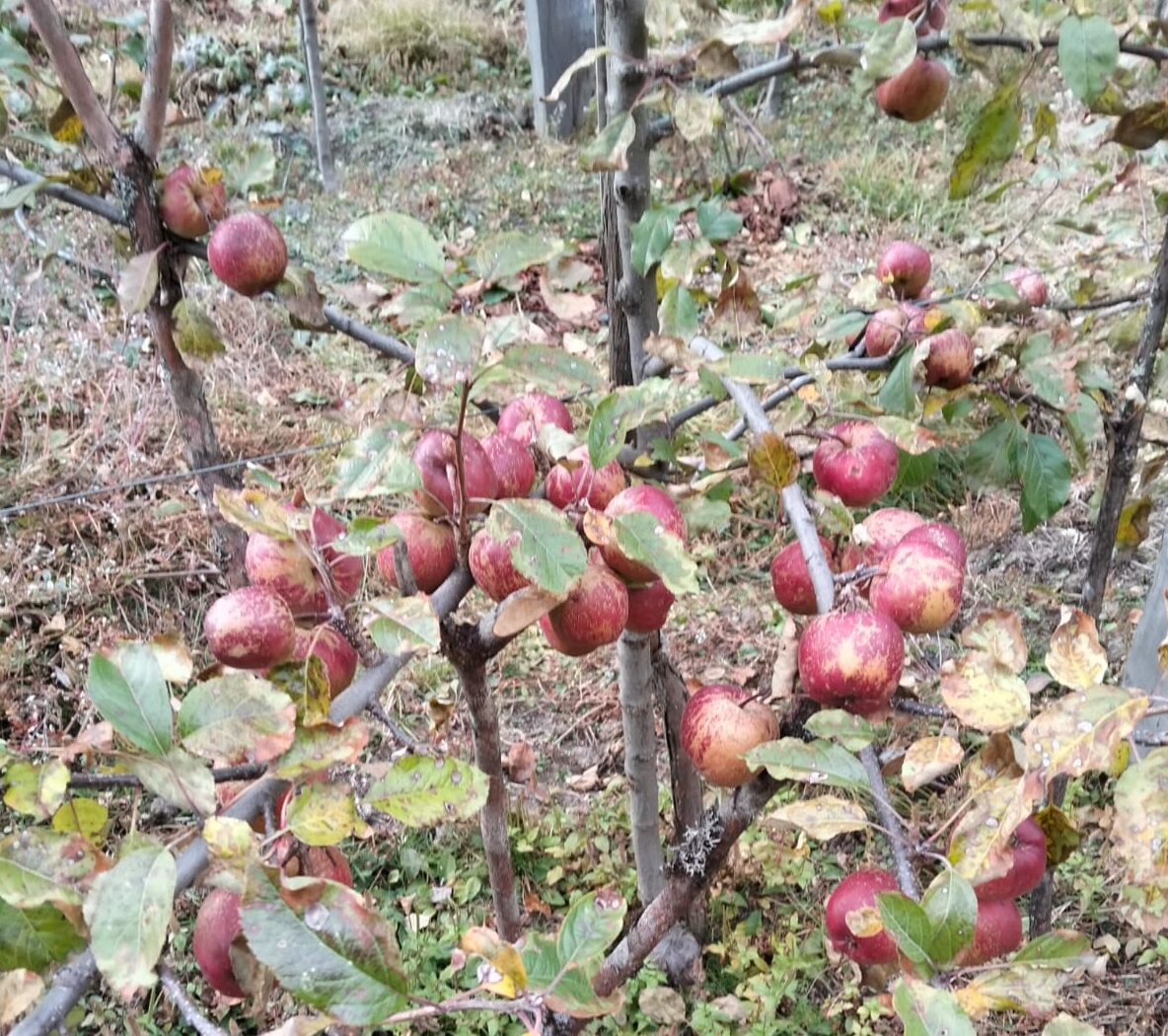 Apple farming successful in Ghunsa and Phaletar