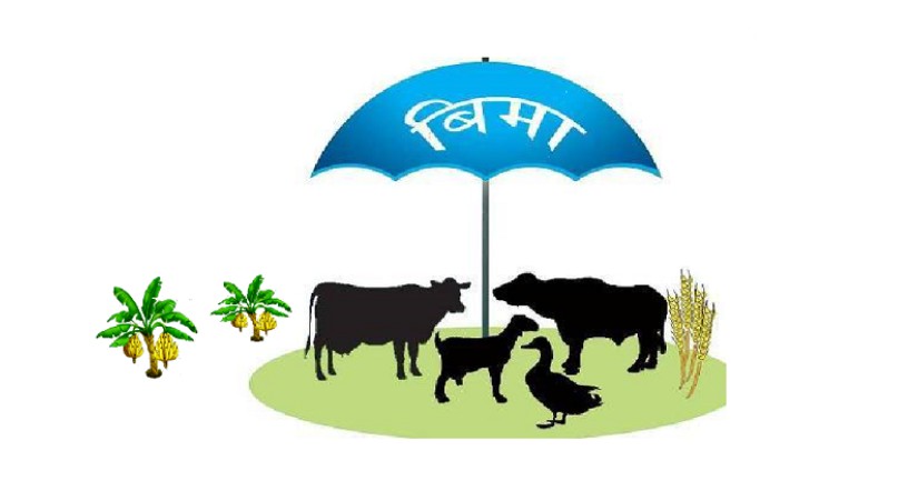 4,000 farmers of Panauti benefitted from livestock insurance