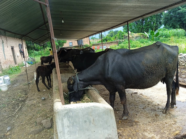Animal Quarantine Office established in Pokhara