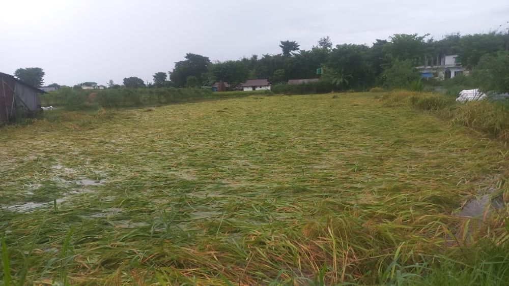 Unseasonal rainfall causes over 2 billion rupees in Damage in Koshi Province