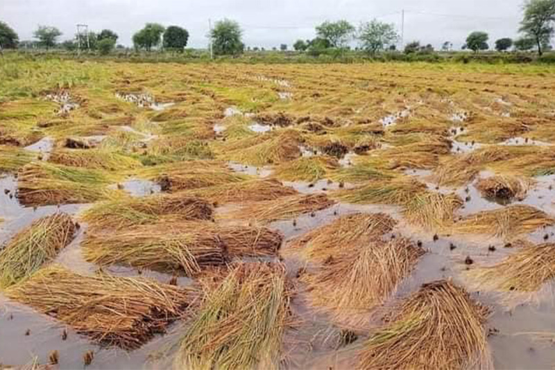 Unseasonal rain damages paddy planted in 10,000 hectares  of land